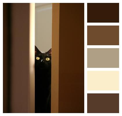 Black Cat Pet Kitty Image